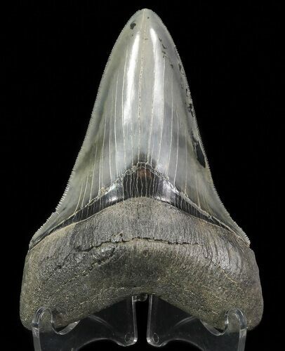 Serrated, Lower Megalodon Tooth - Georgia #69768